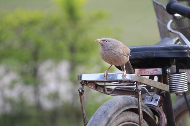 Na nosič se toho moc nevejde